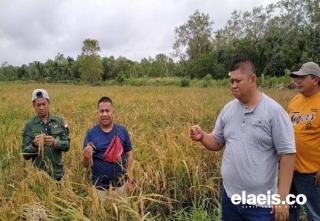 Air Pasang, Direktur BUMD Pelalawan Pantau Ketersediaan Stok Beras