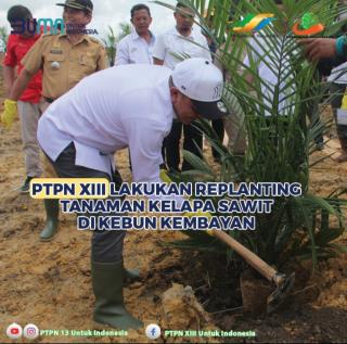 Lebih 4,5 Ribu Hektare Kebun Sawit Perusahaan Pelat Merah ini Diremajakan