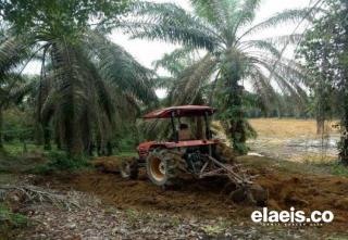 Pemerintah Dinilai Setengah-setengah, Realisasi Kebun Plasma Tidak Berjalan