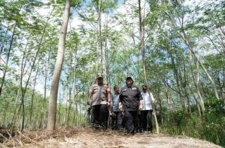 Perhutanan Sosial Bukan Solusi untuk Kebun Sawit dalam Kawasan Hutan