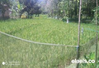 Harga Beras Naik, Petani Ini Mengaku Menyesal Tak Mengolah Sawah