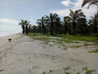 TWA Pantai Panjang Dirambah Jadi Kebun Sawit