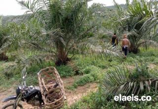 Anggota KUD Bukit Jaya Lakukan Kastrasi, Edi Setiawan: Untuk Membentuk Kualitas Kelapa Sawit