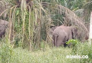 Lima Gajah Liar Rusak Pondok dan Kebun Sawit Warga Pelalawan