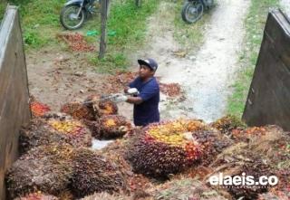 Merangkak Naik, Segini Harga Kelapa Sawit di Ranah Minang