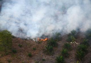 Kebakaran Kebun Sawit di Kalbar Menurun