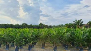 Jual Bibit Sawit secara Daring, PTPN V: Agar Petani Bisa Saling Berdiskusi