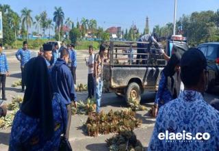 Bupati Ini Borong Ratusan Nanas Milik Petani Hasil Tumpang Sari dengan Kelapa Sawit