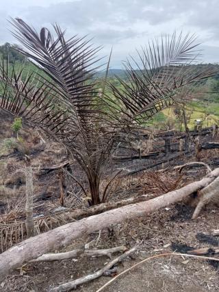 Petani Diminta Tak Bakar Lahan untuk Menyuburkan Tanah