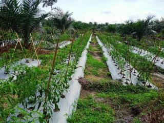 Masih Sedikit Petani yang Memanfaatkan Lahan Sawit untuk Tanaman Pangan