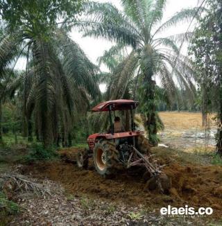 Sudah Berumur, Kebun Kelapa Sawit di Kabupaten Agam Perlu Peremajaan