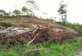 Ketua Apkasindo Sebut 60 Persen Kebun Karet di Jambi Beralih Fungsi ke Sawit