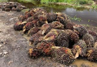 Naik Lagi, Kelapa Sawit di Sumbar Sentuh Angka Rp2.716,80/Kg