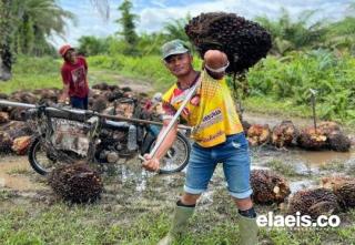  Petani di Aceh Utara Sumringah, Harga TBS Semakin Moncer