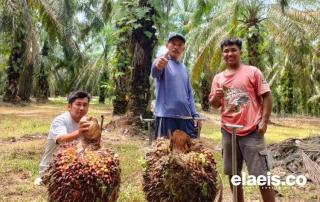 Sopir Truk Ikut Pening Gara-gara Sawit Trek: Parah Sekarang