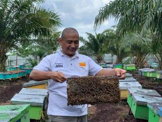 Ternak Lebah Bisa Cegah Serangan Gajah ke Kebun Sawit