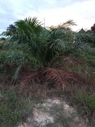 Pekebun Sawit Diingatkan Jangan Salah Pilih Pekerja untuk Merawat Kebun