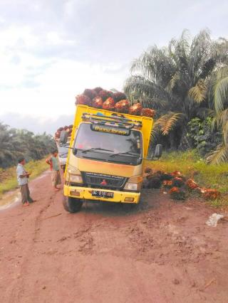 Truk ODOL Pengangkut Sawit Bakal Disikat