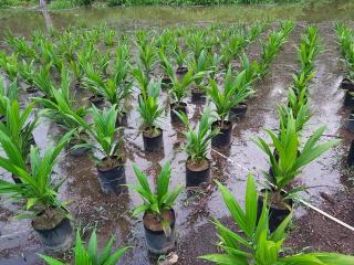 Petani Bengkulu Diajak Menanam Sawit di Musim Hujan