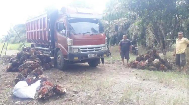 Ada Jalan Poros, Harga TBS Sawit Diharapkan Makin Meningkat