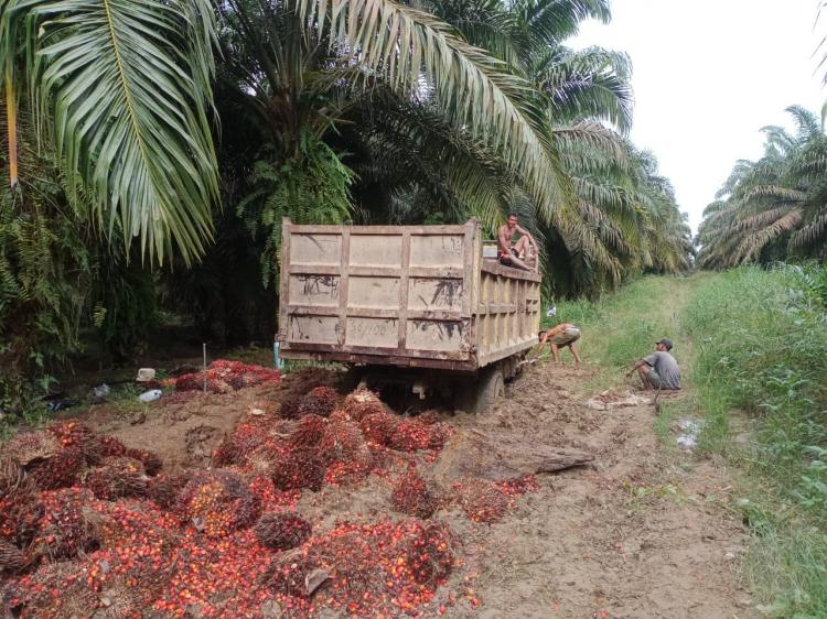 Beban Kerja Tak Didukung Fasilitas Kebun, Karyawan PT SAM II Mengeluh