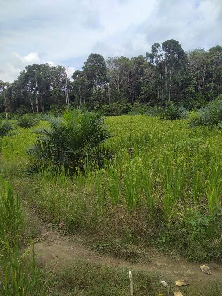 Petani Bisa Maksimalkan Pemanfaatan Lahan dengan Menanam Padi Darat