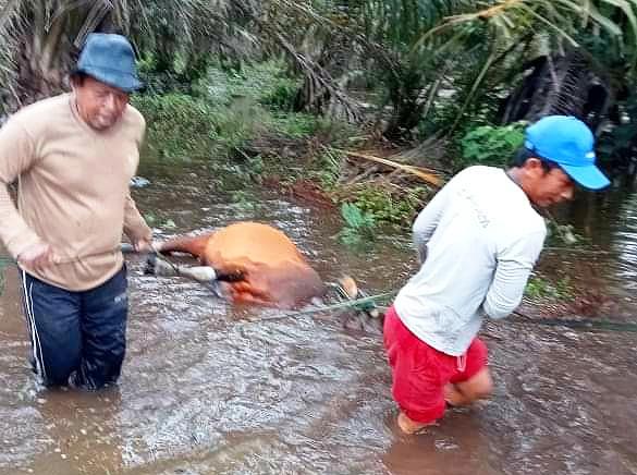 Dimasuki Buaya, Banyak Kebun Sawit di Sinar Laut Tak Dipanen