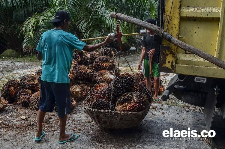 Merangkak Naik, Harga Sawit di Sumsel Kini Rp2.678,78/Kg