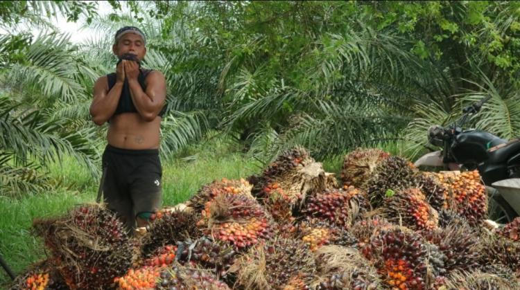 Ramadan, Harga TBS Sawit di Provinsi Jambi Turun Lagi