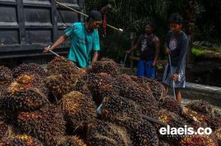 Meroket, Harga Sawit di Sumut Rp2.840,20/Kg