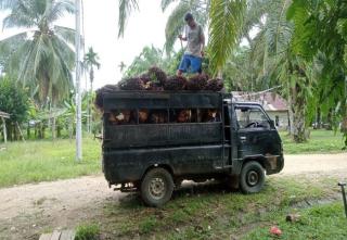 Birokrat Ini Sambut Baik Kenaikan Harga TBS Sawit, Kendati...