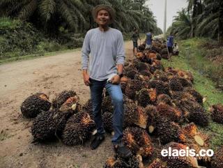 Kembali Naik, Harga Kelapa Sawit di Kalbar Kini Rp2.617,83/Kg