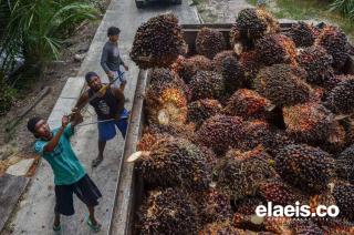 Petani Menjerit, Harga Sawit Masyarakat Merosot