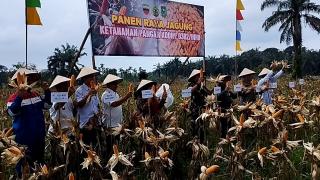 Kodim 0302 Inhu Panen Raya Jagung, Dandim: Untuk Mendukung Ketahanan Pangan