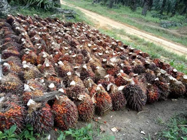 Kebun Sawit Masih Jadi Investasi yang Menjanjikan di Bengkulu