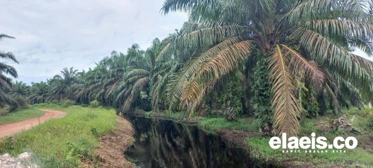 Tahun Ini Riau Dapat Target PSR 10.500 Hektar