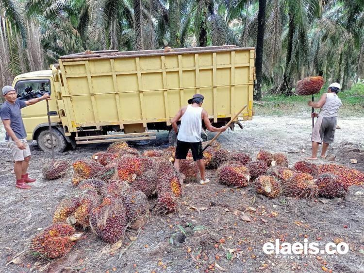 Begini Kondisi Harga Kelapa Sawit Swadaya di Sumut