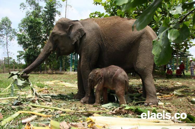 Kabar Gembira, Bayi Gajah Lahir di Unit Konservasi Gajah Estate Ukui