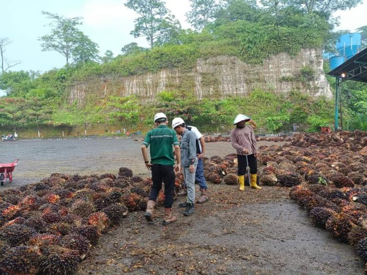 Petani Diingatkan Tidak Memanen Buah Sawit Mentah