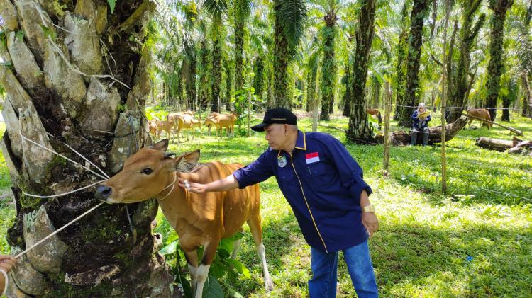 Ternak Milik Petani Sawit Jadi Sasaran Vaksinasi