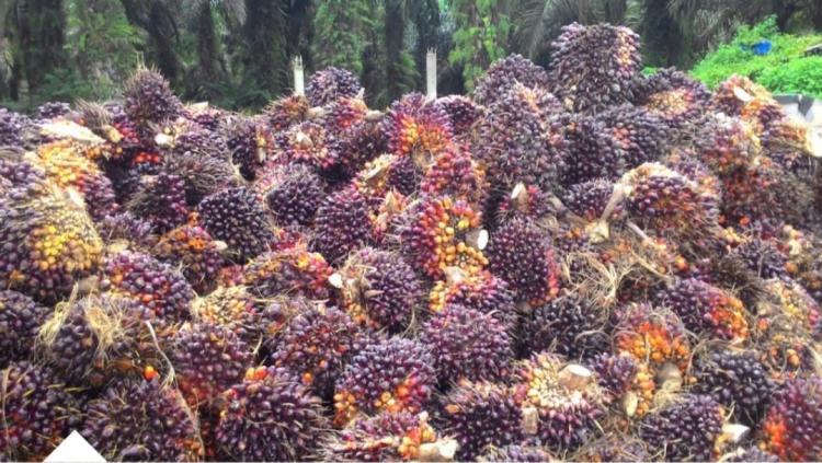 Petani Sawit Berharap Harga TBS Naik Paska Lebaran