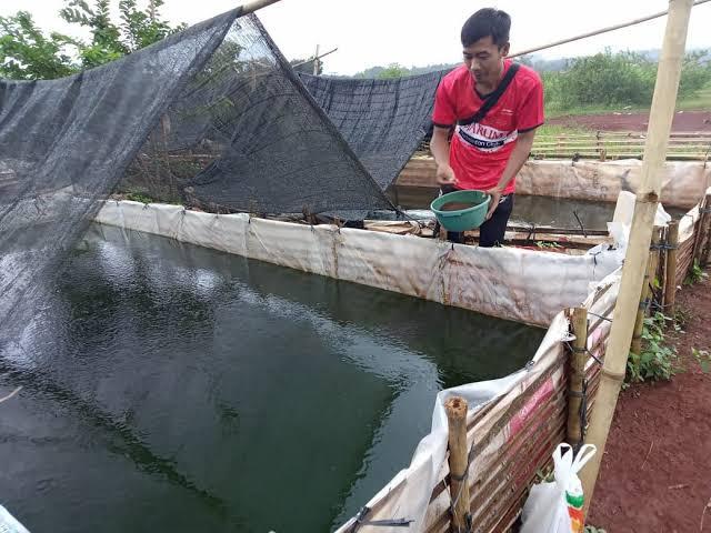 Bungkil Sawit Bisa Dongkrak Produksi Ternak Ikan, Tapi...