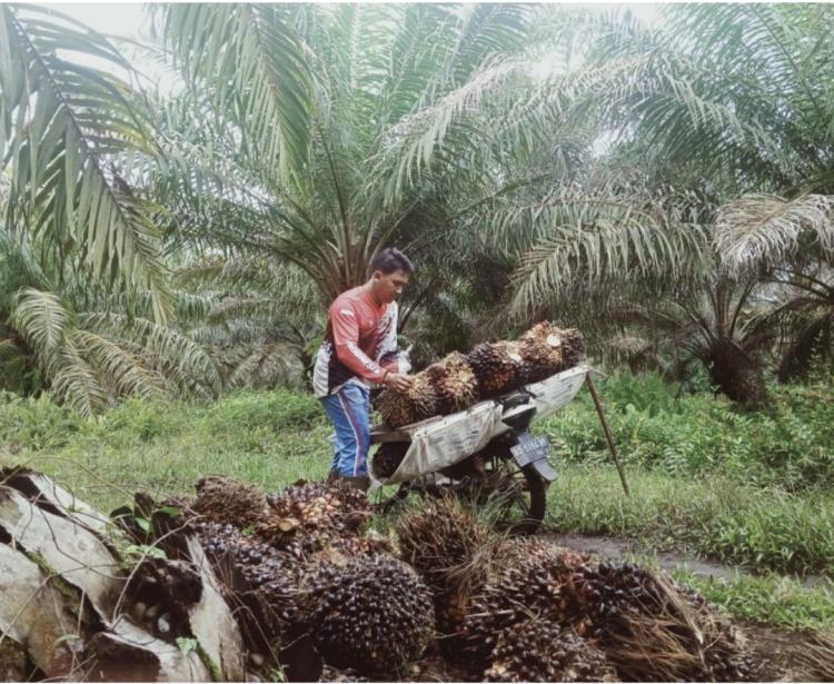 Petani Sawit di Bengkulu Sangat Berharap Dukungan Pemerintah Provinsi