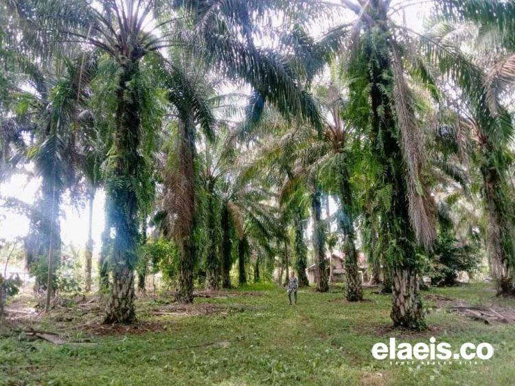 Petani di Lima dari 15 Kecamatan di Rejang Lebong Mulai Kembangkan Komoditas Sawit