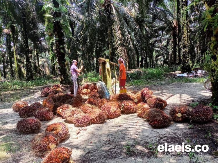 Segini Rata-rata Harga Kelapa Sawit Swadaya di Sumut