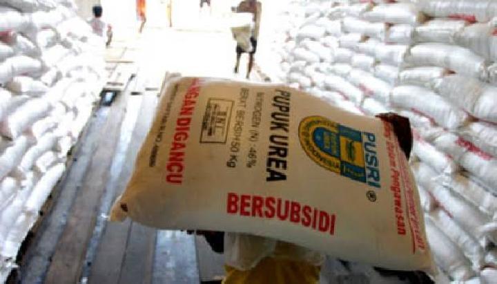 Keluhan Mahalnya Harga Pupuk Belum Usai