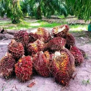 PKS Mau Tutup, Petani Diingatkan Tidak Panen TBS yang Belum Matang