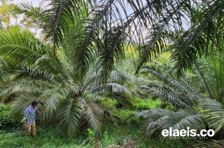 Ini 8 Alasan Sawit Disebut Pohon Ajaib. Komposisi Asam Lemak Mirip Air Susu Ibu, Jadi Salah Satunya..