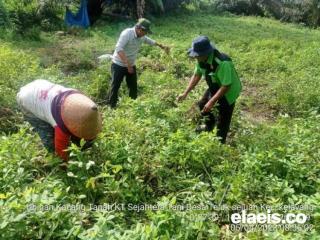 Petani Ini Dapat Cuan Besar Hasil Panen Raya Kacang Tanah