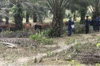 Manajemen dan Lokasi Siska Ditata Agar Tak Rusak Kebun Sawit